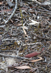Genoplesium despectans