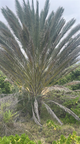 Phoenix dactylifera, 2026-05-28