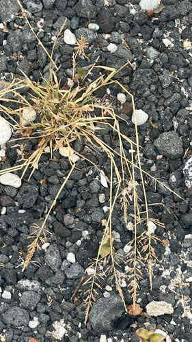 Sporobolus pyramidatus observed 2026-05-28