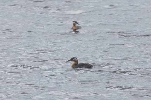 Red-necked Grebe