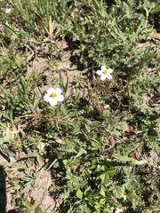 Leptosiphon parviflorus