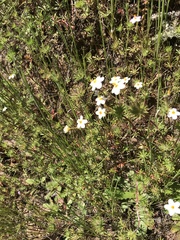 Leptosiphon parviflorus