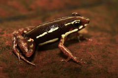 Epipedobates anthonyi