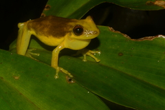 Scinax tsachila