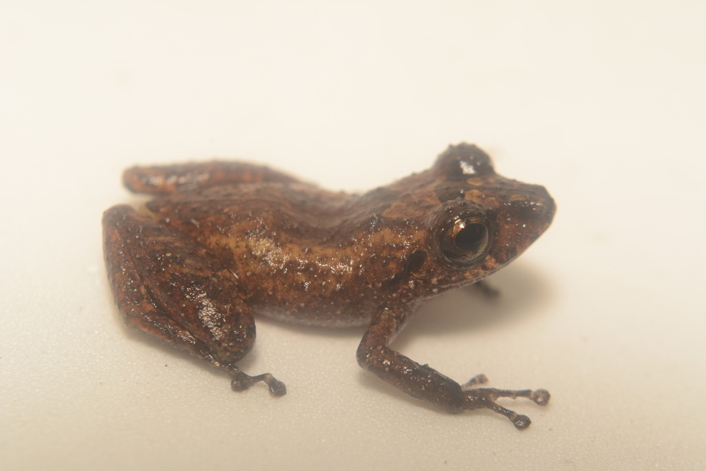 Buenaventura Rainfrog