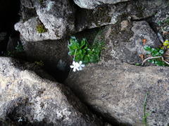Ourisia integrifolia