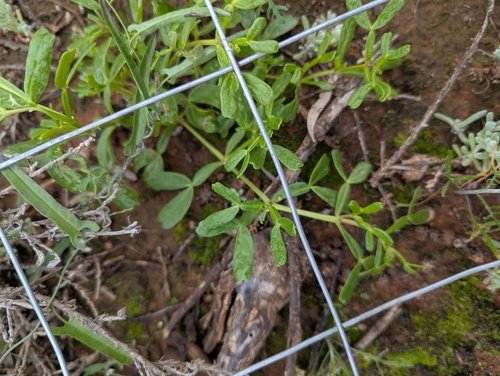 Roepera iodocarpa (Roepera iodocarpa)