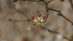 Nemacladus rubescens