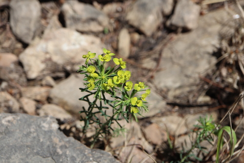 Euphorbia cyparissias observed 2026-05-27