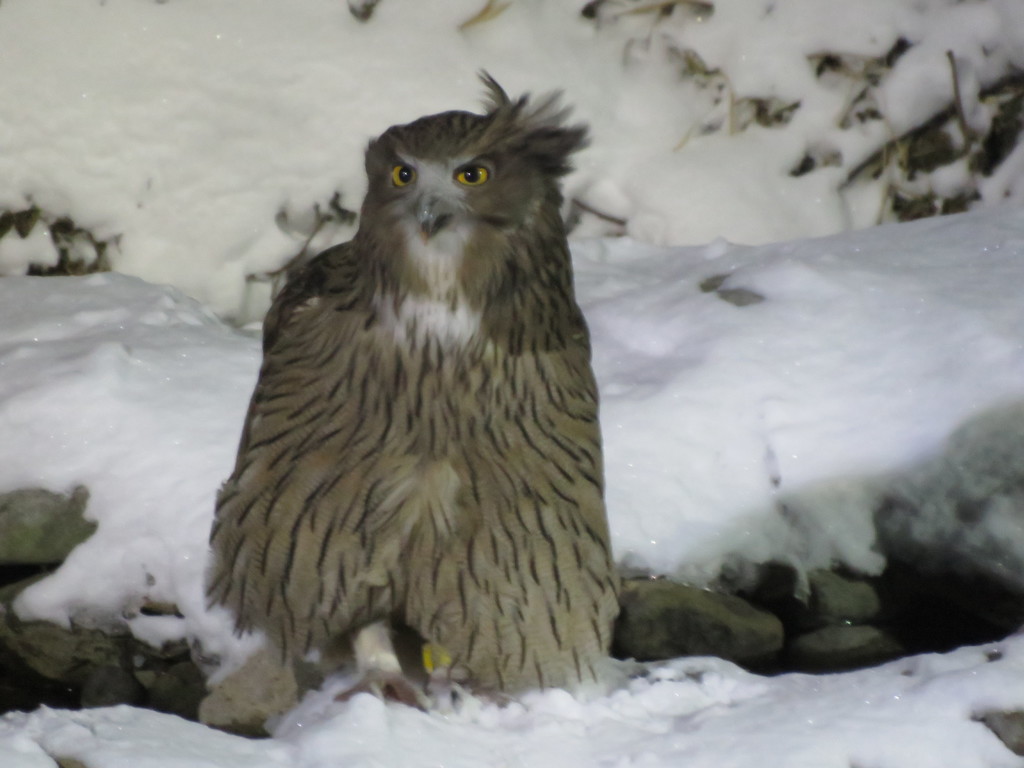 Blakiston's Fish-Owl