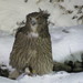 Blakiston's Fish-Owl - Photo (c) tyler_hoar, some rights reserved (CC BY-NC-ND), uploaded by tyler_hoar