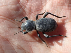 Cryptoglossa muricata