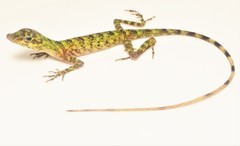 Anolis fasciatus