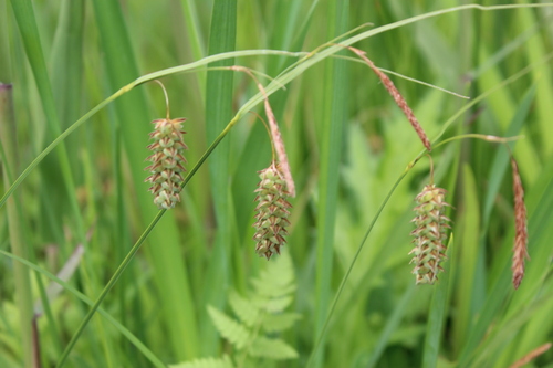 Carex maximowiczii iNat (2)
