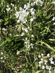 Allium neapolitanum