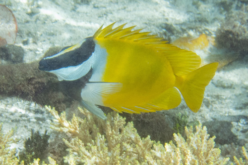 Foxface — seen at this dive site