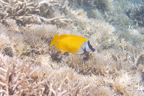 Foxface — seen at this dive site