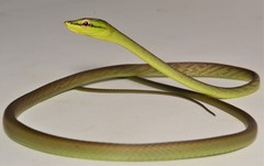 Oxybelis brevirostris