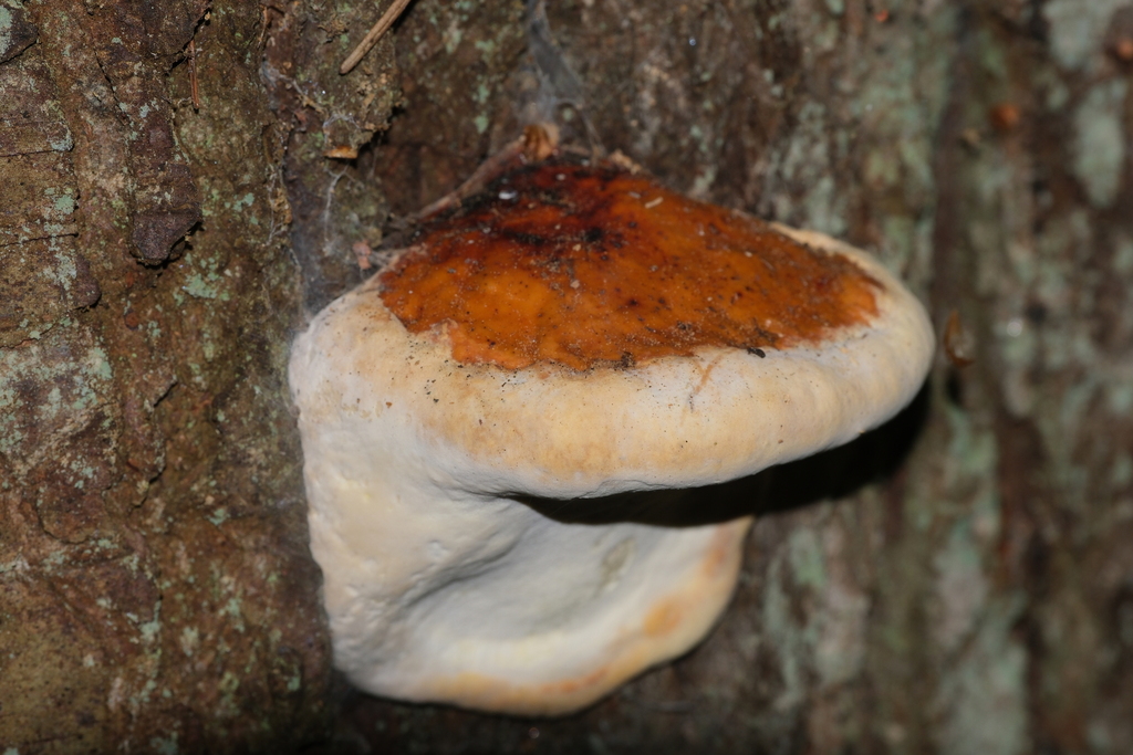 Northern Red Belt · May 2026 · photo: Photo: (c) Walter A Siegmund, some rights reserved (CC BY-SA) · iNaturalist