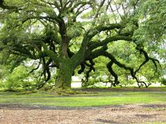 Quercus virginiana