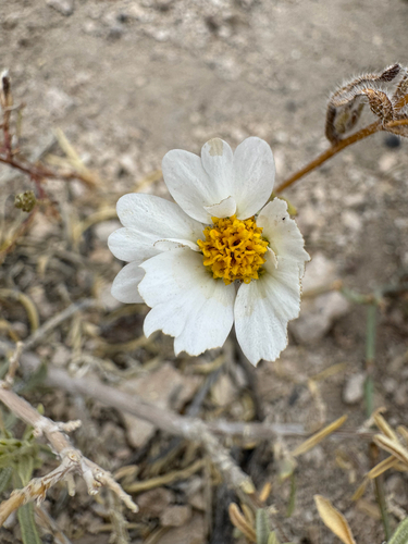 Layia glandulosa observed 2026-05-28
