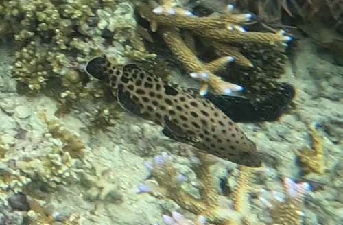 Epinephelus howlandi observed 2026-05-18