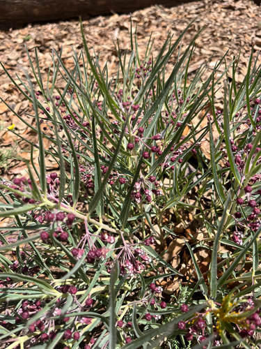 Asclepias brachystephana, photograph 6