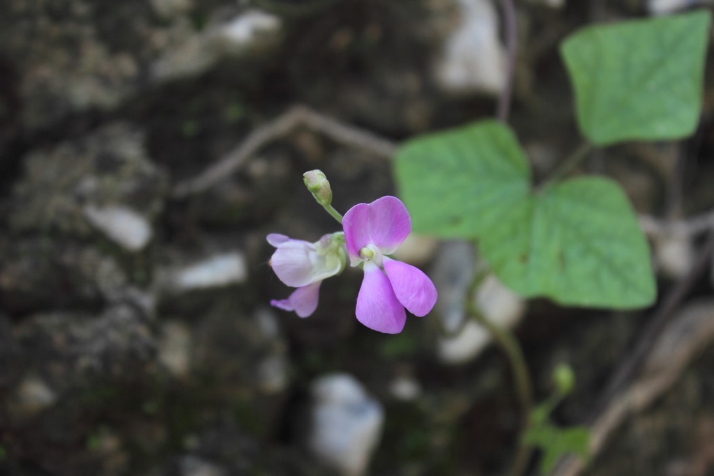 Phaseolus maculatus