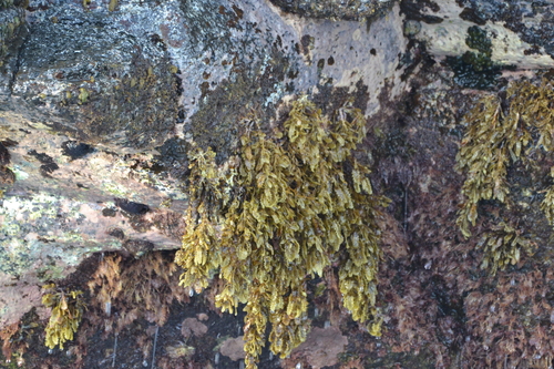 Sargassum aquifolium observed 2026-05-25