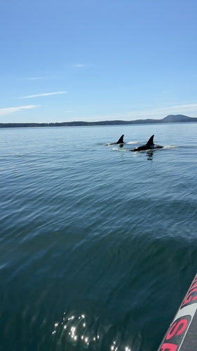 Sighting photo