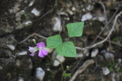 Phaseolus maculatus ritensis