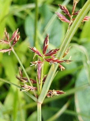 Cyperus rotundus