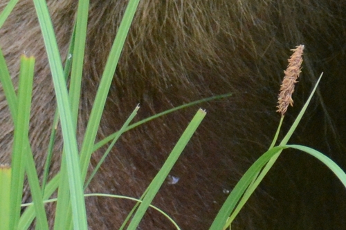Carex lyngbyei iNat (1)