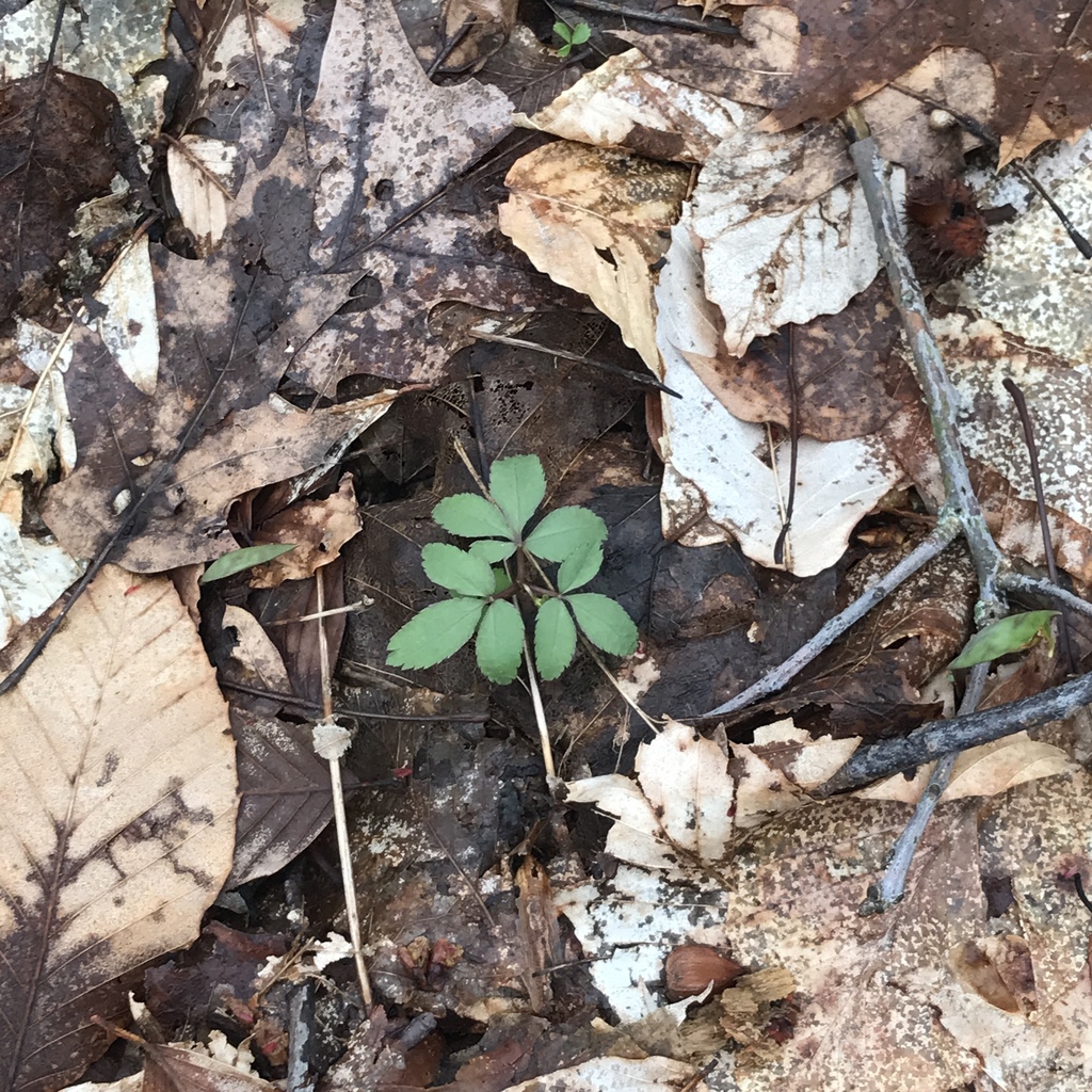 dwarf ginseng in April 2020 by Rob Curtis · iNaturalist