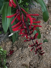 Erythrina × bidwillii