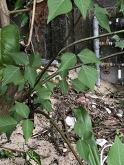 Erythrina × bidwillii