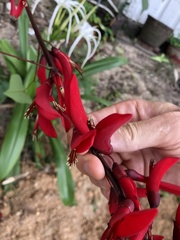 Erythrina × bidwillii