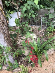 Erythrina × bidwillii