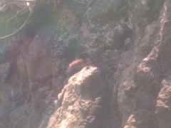 Mammillaria wiesingeri