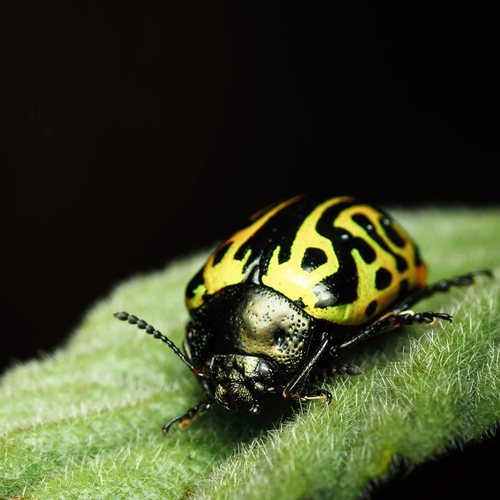 Calligrapha mexicana