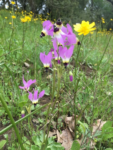 iNaturalist observation photo of Shooting Stars