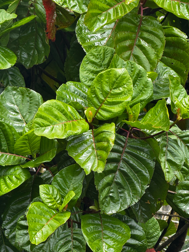 Cinchona pubescens observed 2026-05-26