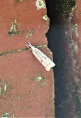 Microcrambus croesus