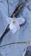 Zephyranthes lindleyana