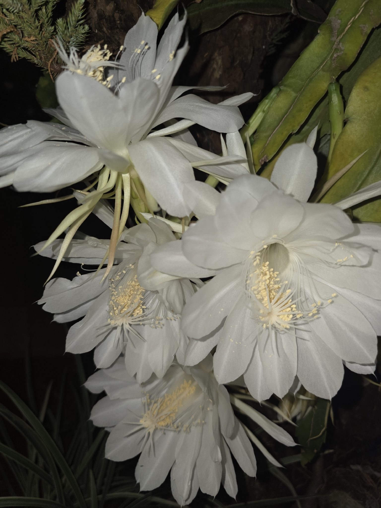 Epiphyllum oxypetalum