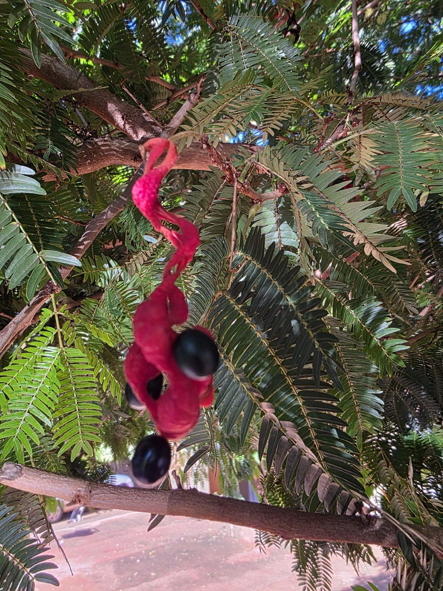 Cojoba arborea