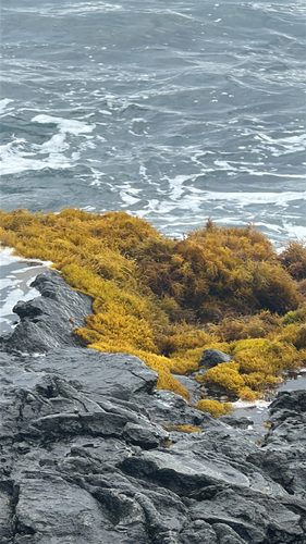 Ahnfeltiopsis observed 2026-05-28