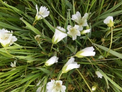 Limnanthes