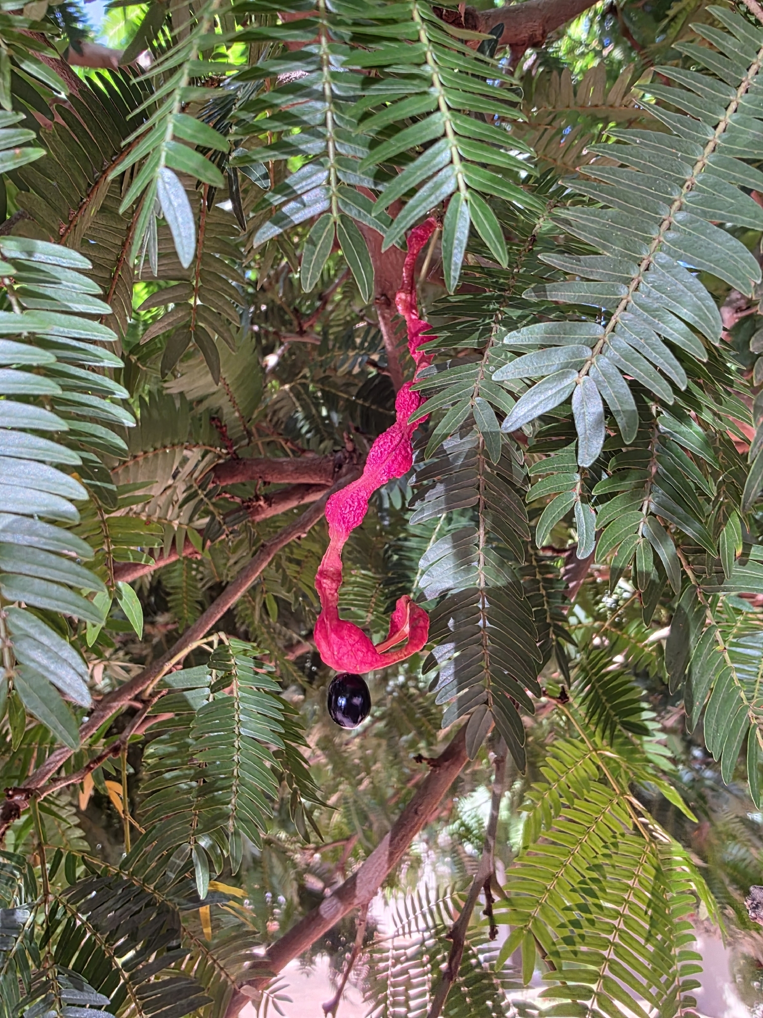 Cojoba arborea