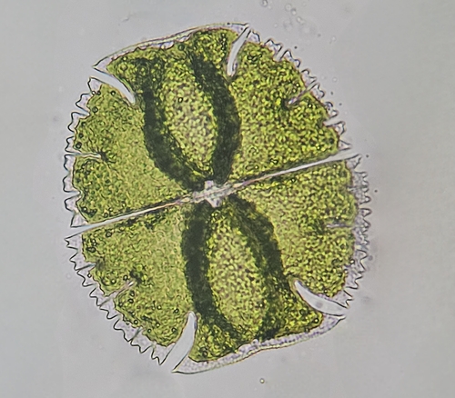 Micrasterias triangularis